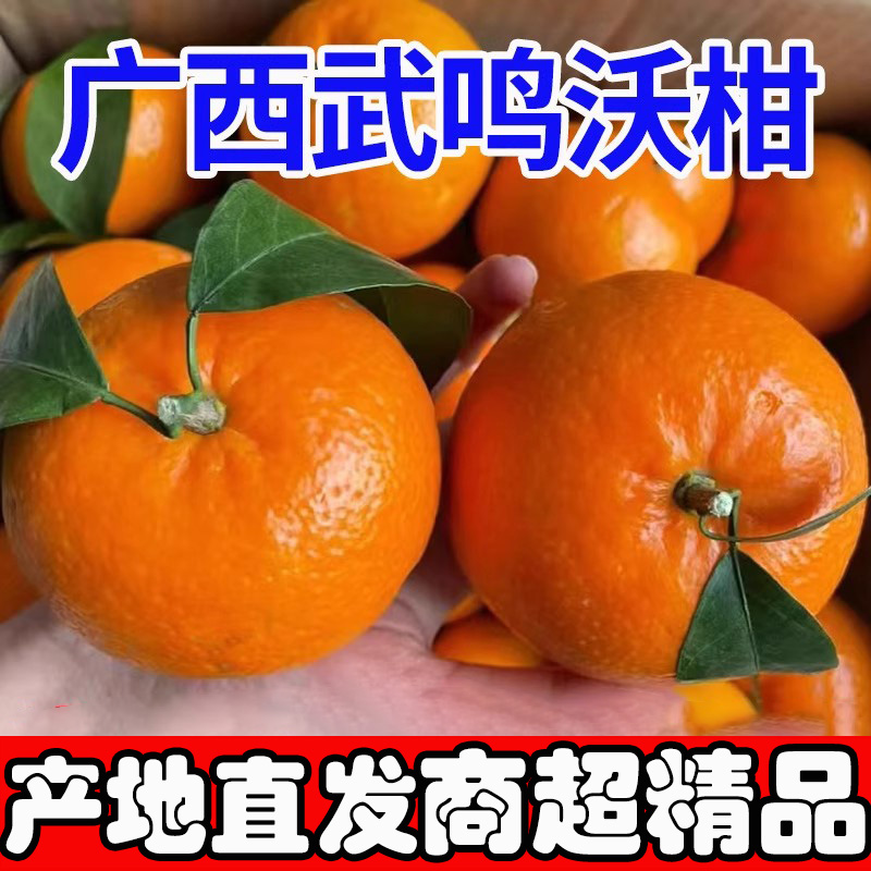 【官方推荐】广西武鸣沃柑