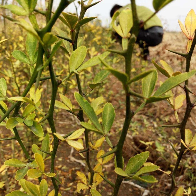 带刺枸橘枳壳苗绿篱苗刺树苗篱笆栅栏铁篱寨枳护院植物浑身都是刺