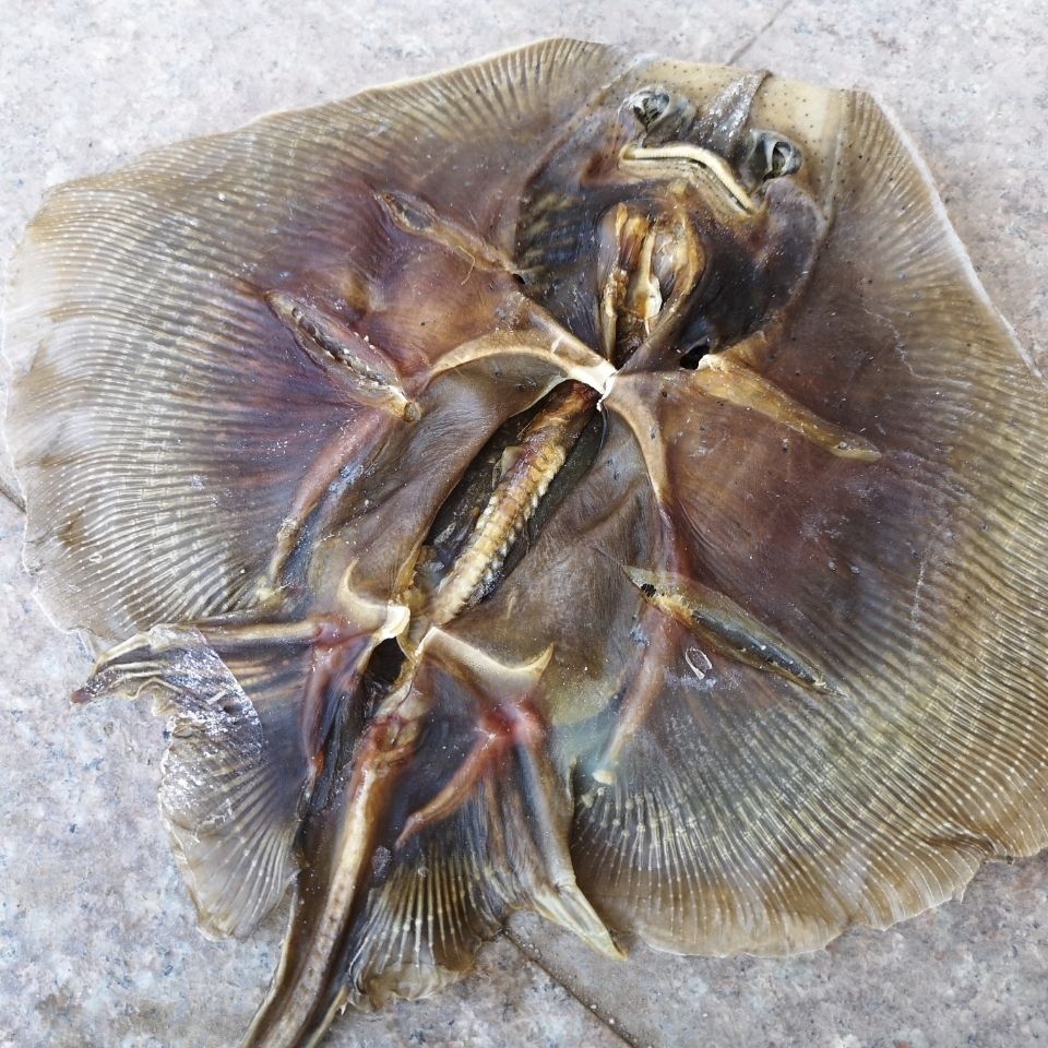 老板鱼魔鬼鱼新鲜鲜干货海鲜鲽鱼鱼干