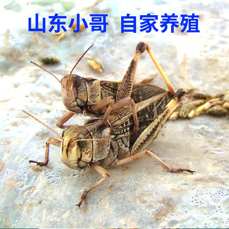 2022年新鲜公母混合蚂蚱活体其它生肉制品