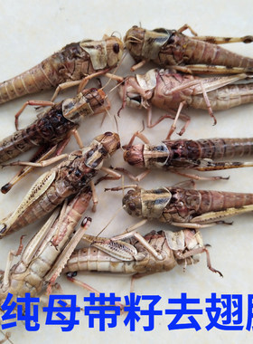 新鲜活体冷冻母蚂蚱东亚飞蝗 雌蚂蚱去翅膀带籽蚱蜢蝗虫满2斤包邮