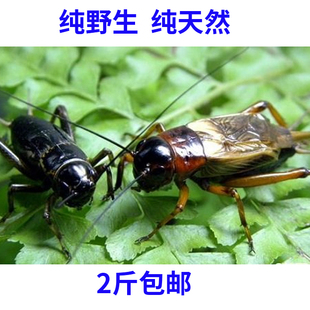 新鲜蟋蟀 蛐蛐 油葫芦 山东特产 冷冻发货满2斤包邮 鸟鱼食