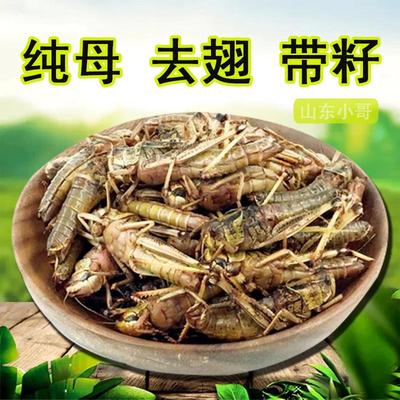 蚂蚱蝗虫东亚飞蝗纯母