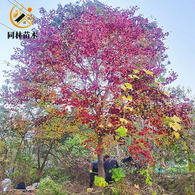 红叶乌桕树苗乌桕小苗别墅庭院耐寒绿化大型风景树菩提树彩叶乌桕