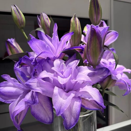 【老六直播专属】 吸色重瓣紫雾幻影云南直发鲜花水养鲜切花家用