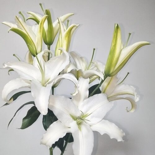 【元宝优选 西伯利亚香水百合】云南直发鲜花水养鲜切花