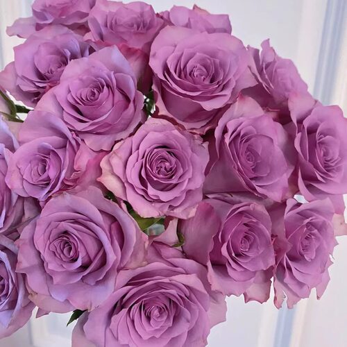 【梦境  紫霞仙子】玫瑰 -任意两单发顺丰冷链或德邦快运