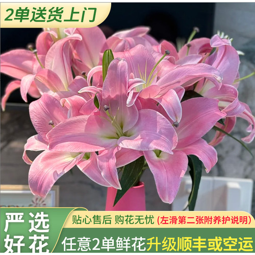 【老六直播专属】星光香水百合 -任意两单发顺丰冷链/邮政空运