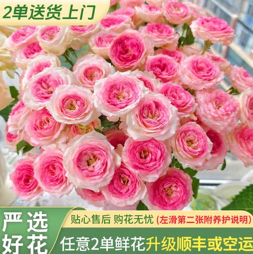 【老六直播专属】午夜魔法多头玫瑰 云南直发鲜花水养鲜切花家用