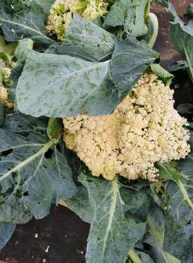 新鲜蔬菜花椰菜花菜绿色蔬花有机花菜散菜花白菜现砍发货3斤装