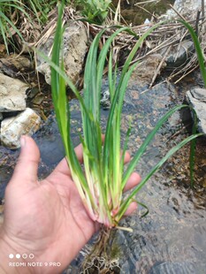 石菖蒲野生附石菖蒲草虎须水培香昌蒲盆景栽植物绿植金线花 星光