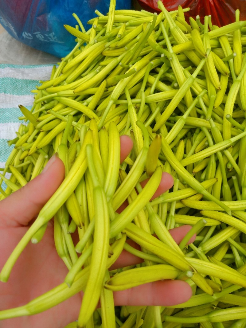 新鲜黄花菜现摘农家非干货土产金针菜500克孕妇儿童凉拌蔬菜包邮