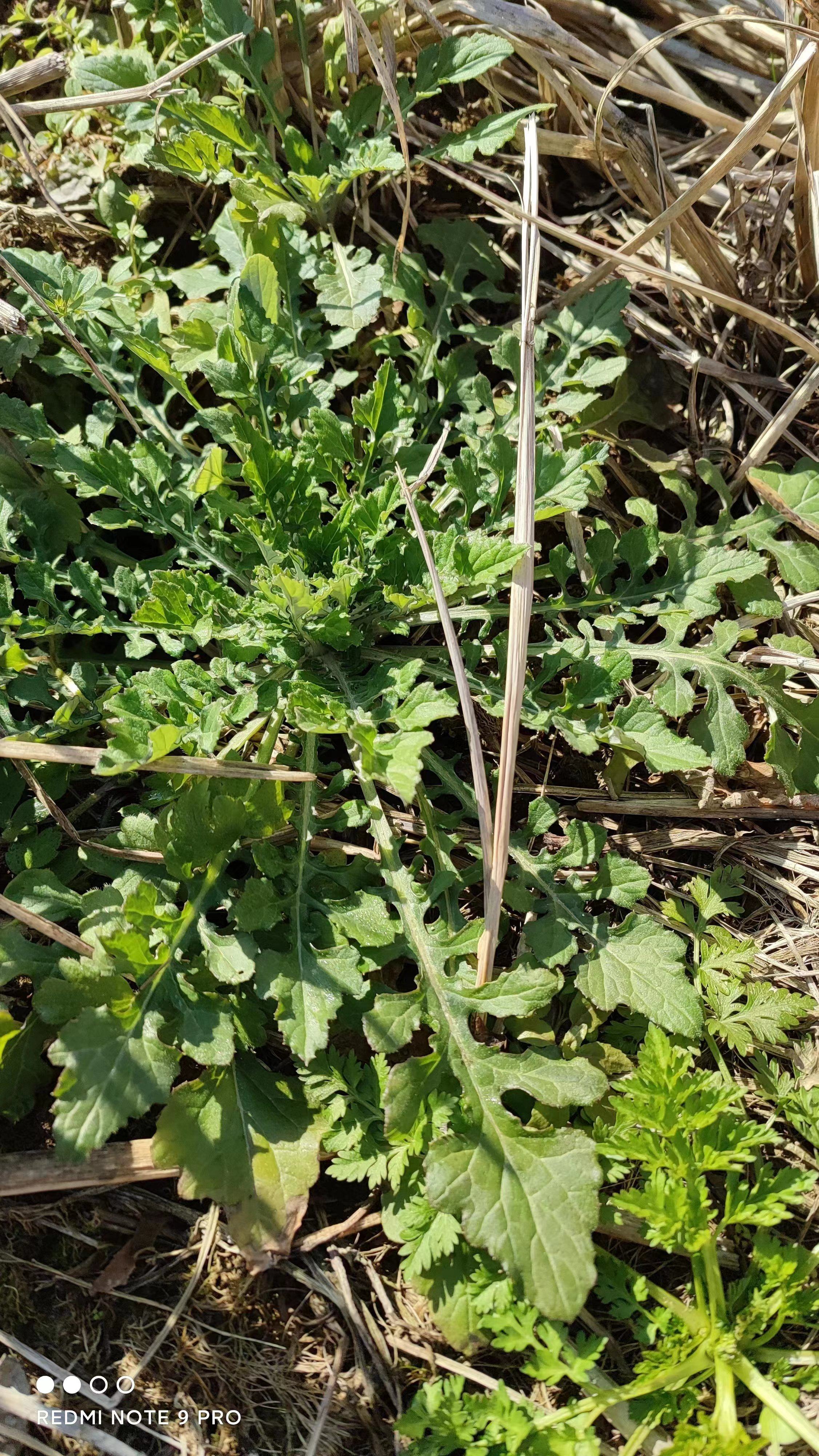 野生泥胡菜新鲜石灰菜石灰草猪兜菜剪刀草苦马菜苦麻菜苣苦荬菜