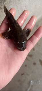 野生新鲜活虎头鱼呆子鱼沙塘鳢笋壳鱼土布虎头鲨土憨巴现杀