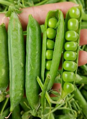 0江浙沪皖农家蔬菜鲜嫩甜豌豆