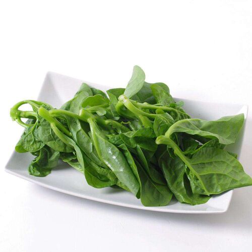 新鲜现摘 木耳菜 田菜 豆腐菜潺菜落葵 农家蔬菜