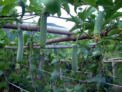 新鲜丝瓜农家自种新鲜蔬菜