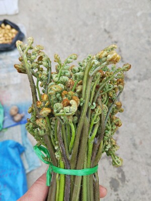 野生蕨菜500g新鲜现摘现发野菜龙爪菜龙头菜凉拌嫩如意菜