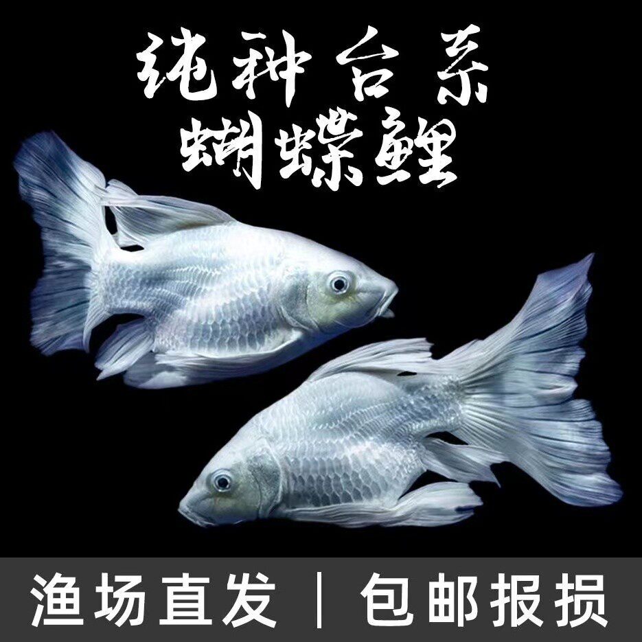 台湾蝴蝶鲤鱼苗冷水鱼观赏鱼黑彗星长身短身球体球形蝴蝶鲤鱼活体