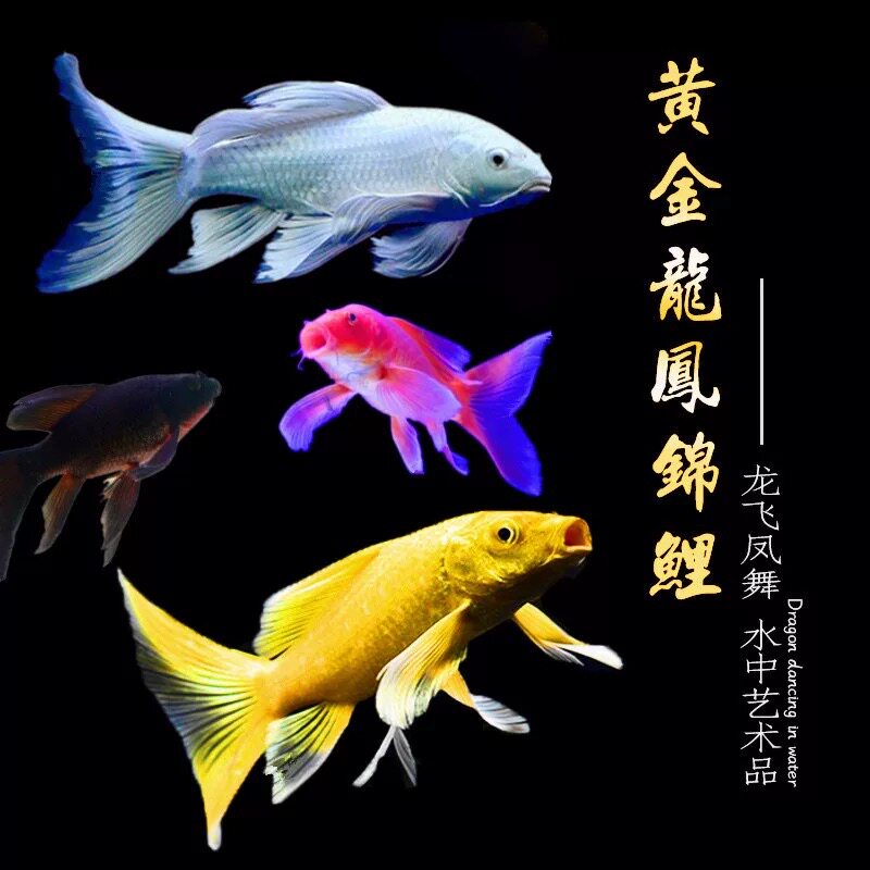 龙凤锦鲤鱼冷水鱼招财易活好养