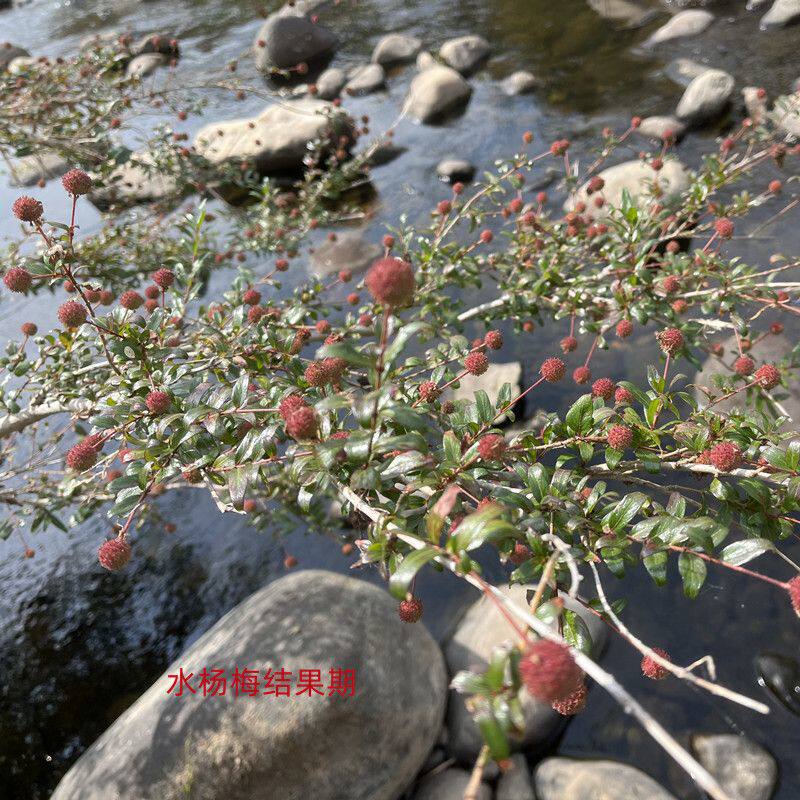 水杨梅水培原生缸水陆缸造景水生植物老桩盆栽点缀鱼缸原夏季绿植