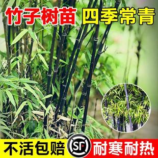 紫竹苗竹子苗庭院四季耐寒植物矮化观赏室外耐热竹子老根盆栽绿植