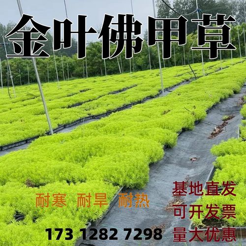 佛甲草花镜绿植金叶佛甲草地被