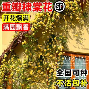 重瓣棣棠花苗盆栽爬藤植物室外耐寒耐热攀援花卉四季开花浓香多花