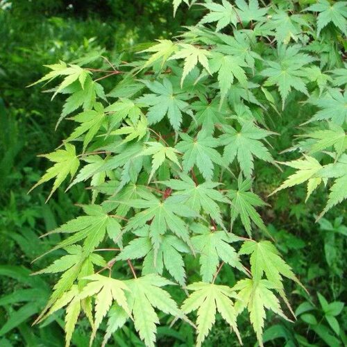 园林绿化苗庭院植物花卉日本红枫苗小叶鸡爪槭苗鸡爪枫苗风景树苗