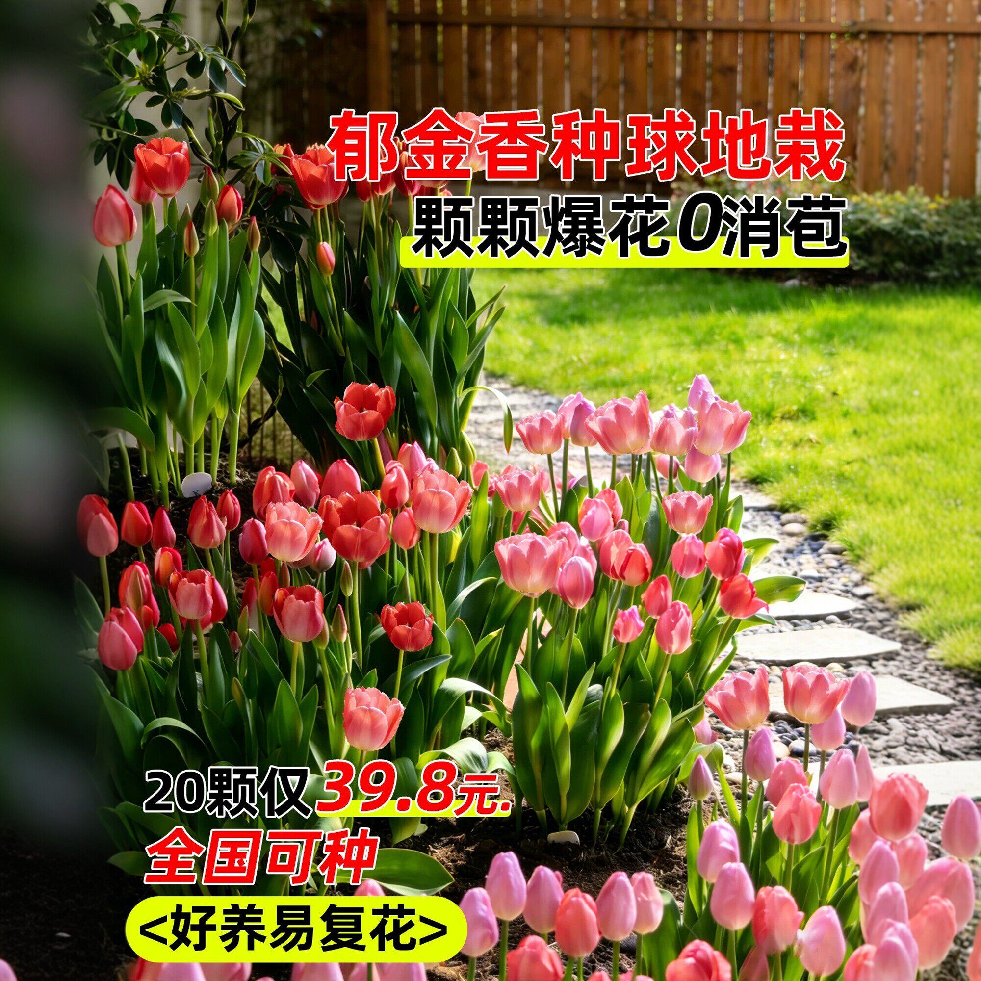 郁金香种球地栽100个批发荷兰进口种子盆栽水培植物五5度耐寒花卉