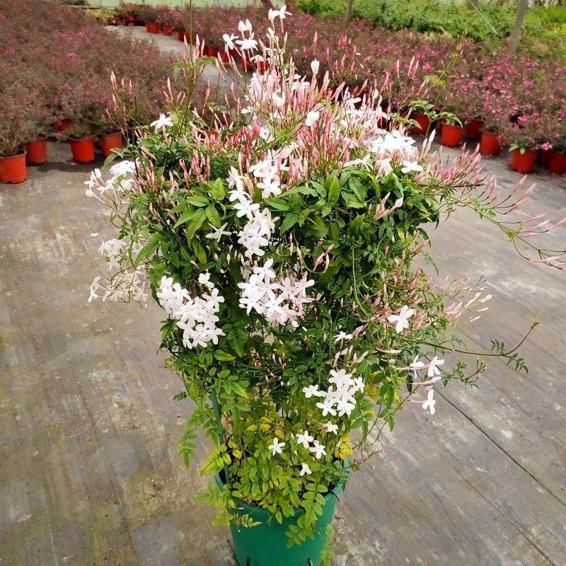 多花素馨盆栽花苗多年生藤本爬藤庭院花卉绿植物室内浓香风车茉莉
