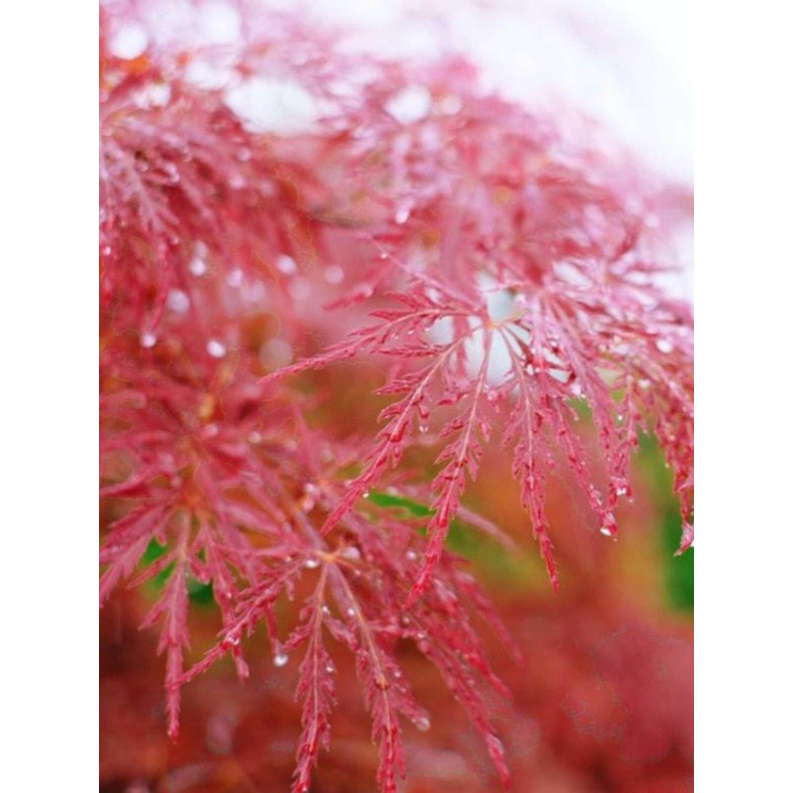 石榴红羽毛枫青龙外山秋月女神舞孔雀黄金流泉枫盆栽庭院彩叶枫树