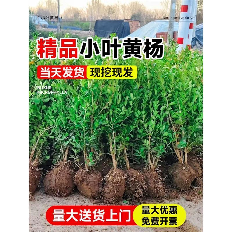 小叶黄杨苗瓜子黄杨球苗庭院篱笆绿化独杆黄杨树苗大叶黄杨冬青苗