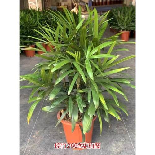 棕竹盆栽室内植大型绿植花卉盆栽观叶植物四季常青净化空气