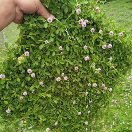 姬岩垂草草皮庭院绿化耐寒耐热四季常绿植物开花草坪耐踩好养
