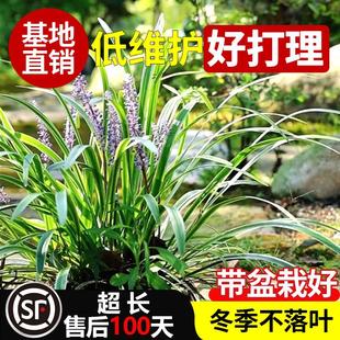 金边麦冬草阔叶麦冬盆栽麦冬苗庭院别墅绿化户外耐寒绿植花境植物