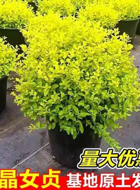 亮晶女贞球阳台庭院花卉盆栽易活四季好养造型树植物户外花镜绿植