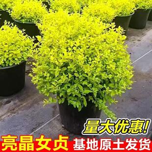 亮晶女贞球阳台庭院花卉盆栽易活四季好养造型树植物户外花镜绿植
