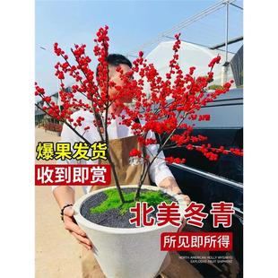 北美冬青盆栽树苗带果雄树公树进口老桩盆景花卉绿植室内盆栽植物