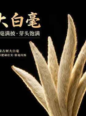 云南大白毫古树白茶白毫银针