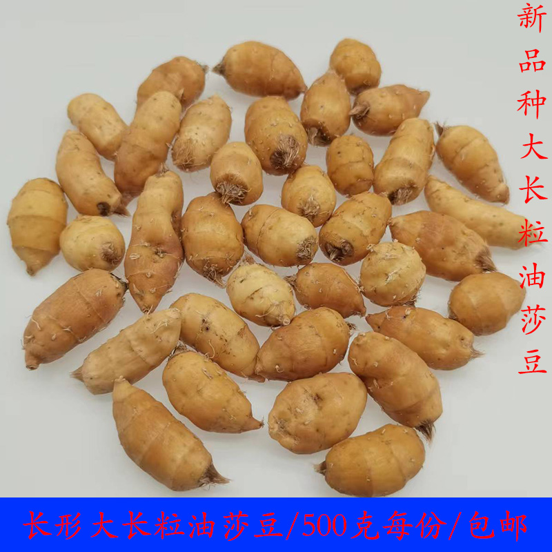 农家新鲜精选大颗粒长形大长粒