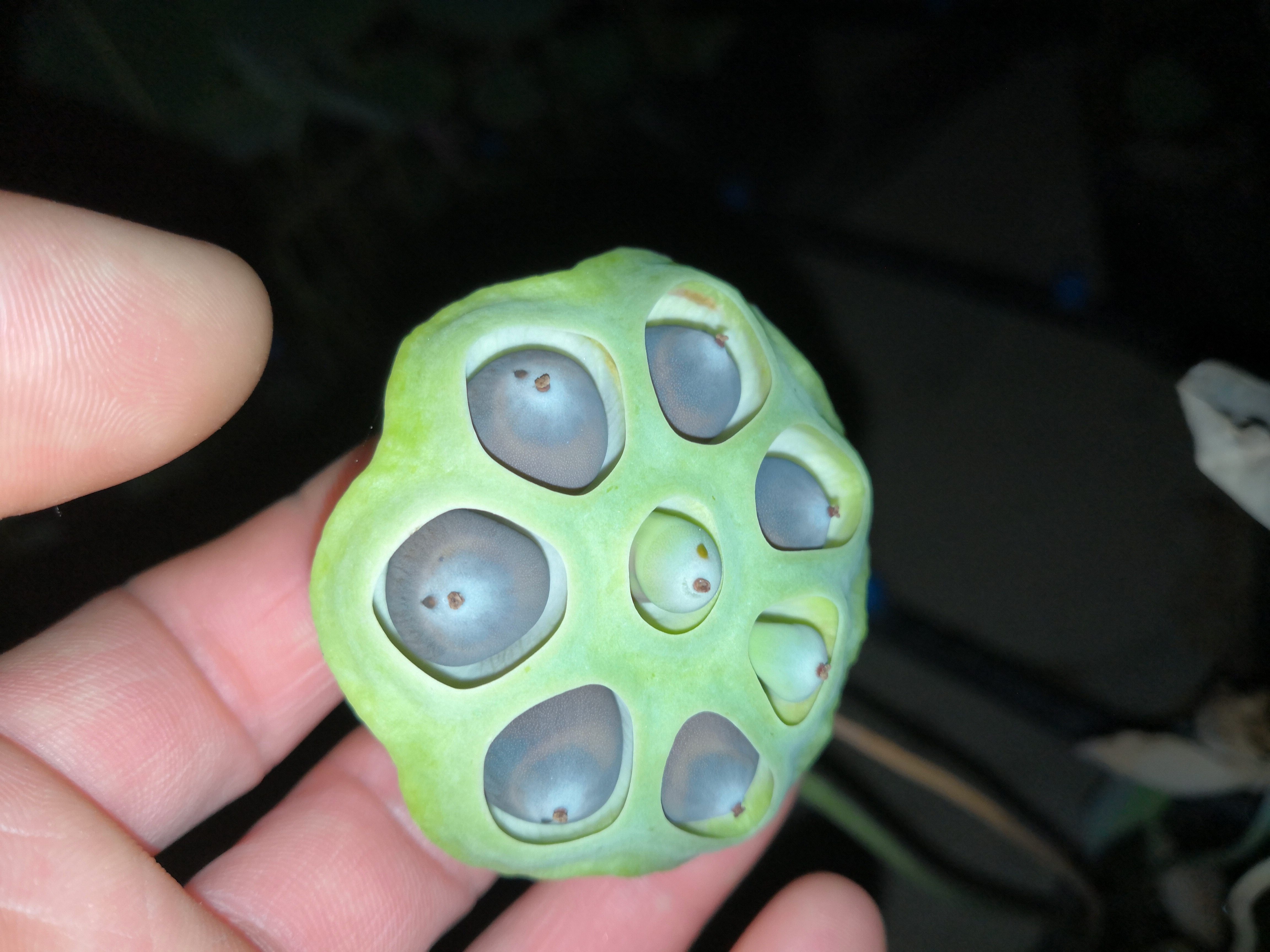 耿飞花卉微型碗莲种子迷你荷花盆栽水生窗台小型