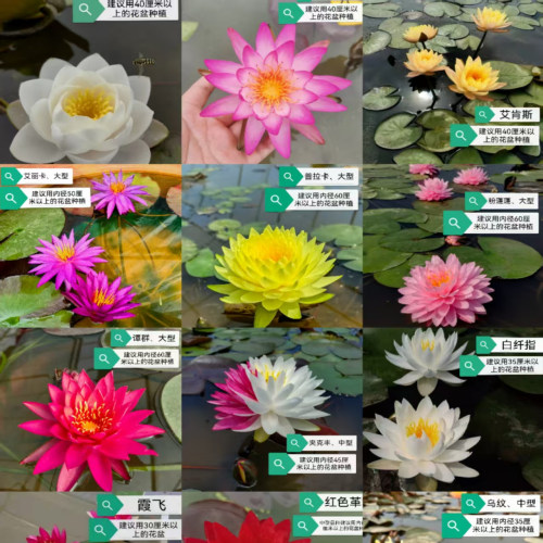 耐寒睡莲耿飞花卉谭群蓬蓬夹克丰