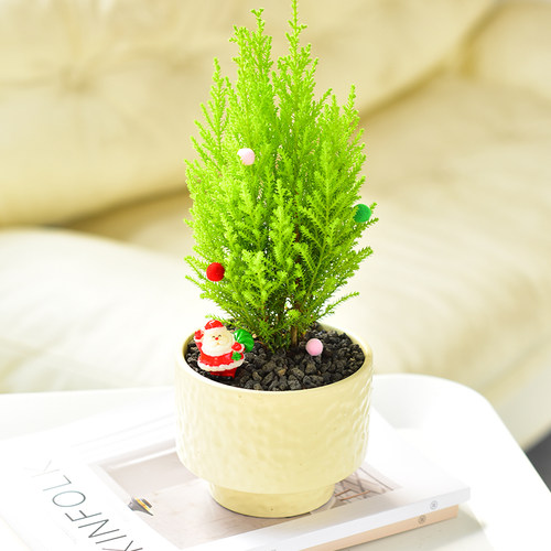 圣诞香松室内好养清香