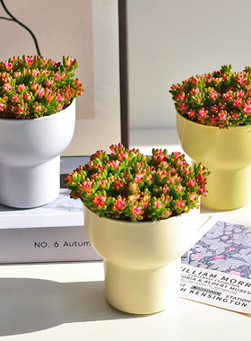 镜绿 浆果多肉植物冬季红色盆栽室内喜阳花卉七彩龙珠小米粒耐旱