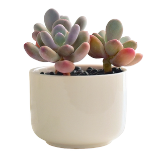 大颗多肉植物白瓷盆桌面盆栽办公室内阳台绿植莲花摆件ins风新手