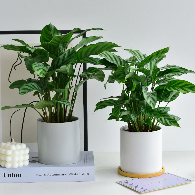 翠叶竹芋 赠情绪吊牌四季绿色植物盆栽大花叶片室内桌面观叶耐阴