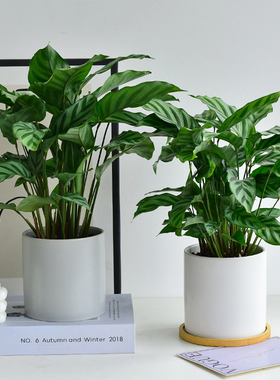 翠叶竹芋 赠情绪吊牌四季绿色植物盆栽大花叶片室内桌面观叶耐阴