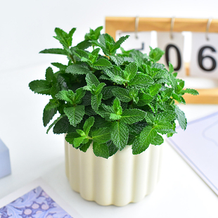 大盆薄荷清香四季绿叶植物桌面盆栽可食用阳台柠檬水培花苗留兰香