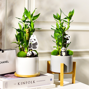 盆栽室内办公桌面创意绿植情绪治愈 五层富贵竹步步高熊猫抱竹个性